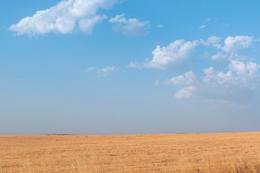 Sheep grazing fields and cereal cultivation in southern Andalusia in Spain