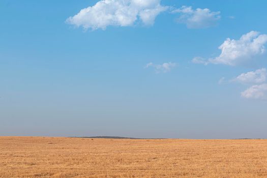 Sheep grazing fields and cereal cultivation in southern Andalusia in Spain