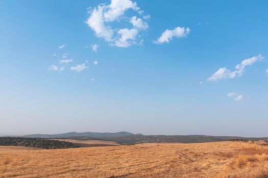 Sheep grazing fields and cereal cultivation in southern Andalusia in Spain