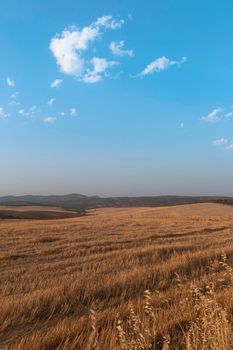 Sheep grazing fields and cereal cultivation in southern Andalusia in Spain