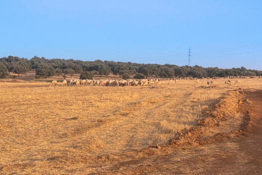 Sheep grazing fields and cereal cultivation in southern Andalusia in Spain