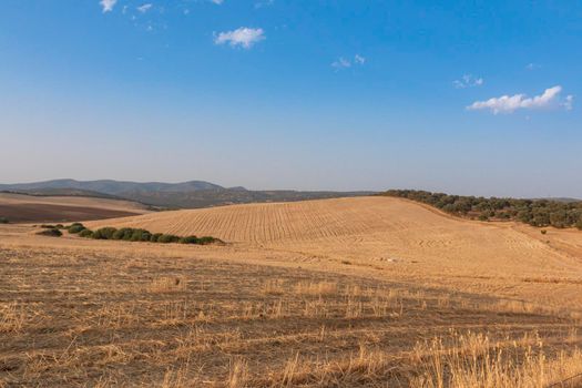 Sheep grazing fields and cereal cultivation in southern Andalusia in Spain