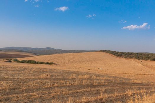 Sheep grazing fields and cereal cultivation in southern Andalusia in Spain