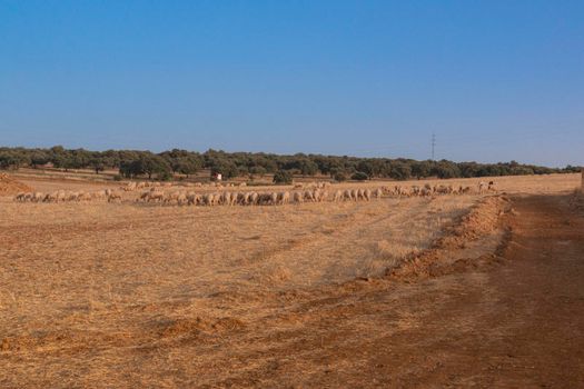 Sheep grazing fields and cereal cultivation in southern Andalusia in Spain