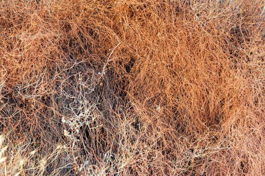 Bad dry vegetation and herbs from the sun in southern Spain