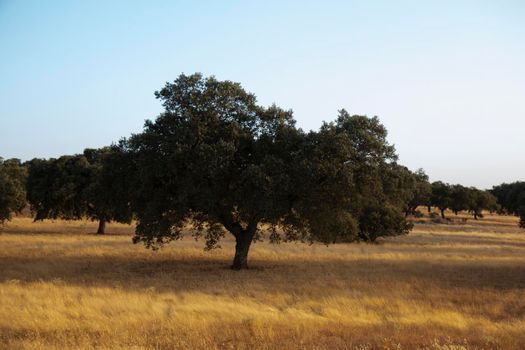 tree acorns to sustain the Iberian pig in southern Andalusia