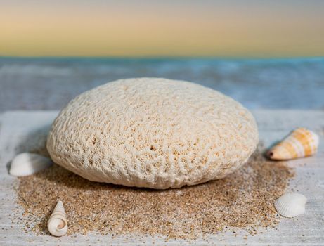 A piece of brain coral is seen along with some sea shells.