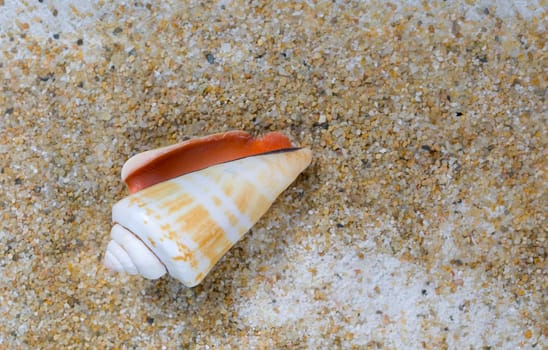 Overhead view of a cone seashell laying on sand.