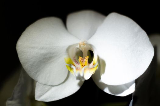 Close-up of a white orchid in dark room