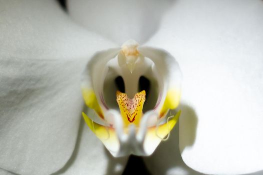 Close-up of a white orchid in dark room