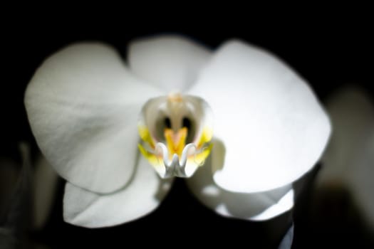 Close-up of a white orchid in dark room