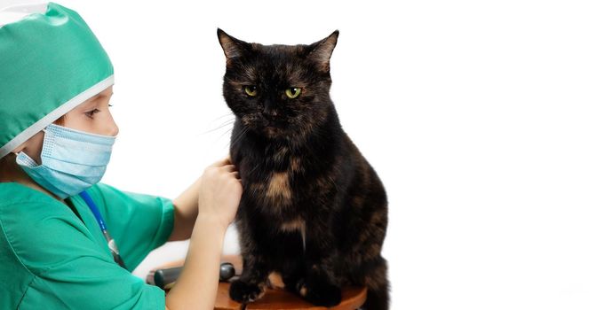 Girl in green medical surgical suit and protective medical mask plays veterinarian with domestic black cat Isolated on white