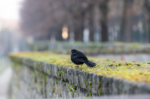 blackbird bird on a low wall in the early morning