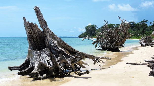 Driftwood on a tropical beach with blue sky and turquoise water in Port Blair, Andaman and Nicobar Islands, India.