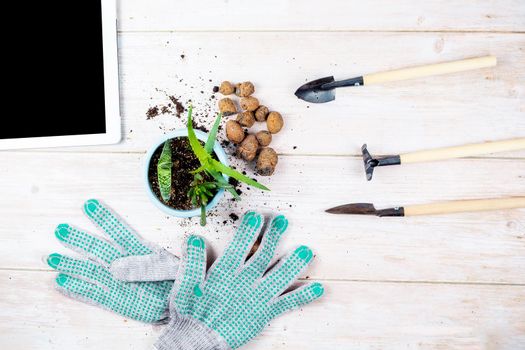 A green plant for replanting, a flower pot, expanded clay, gardening tools and gloves are laid out on a wooden table. the concept of online learning home gardening.