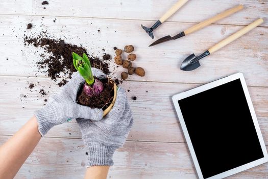 Female hands are holding a flower pot with a plant in the process of transplanting, gardening tools and gloves are lying next to the table, the concept of online learning home gardening.
