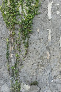 vertical background with texture of a gray plaster and plants.