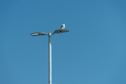 sea gull sitting on a lamppost on the background of blue sea