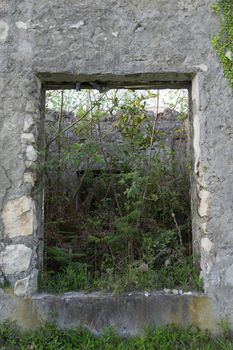 Background with a window opening in the grey wall and plants in an abandoned house.