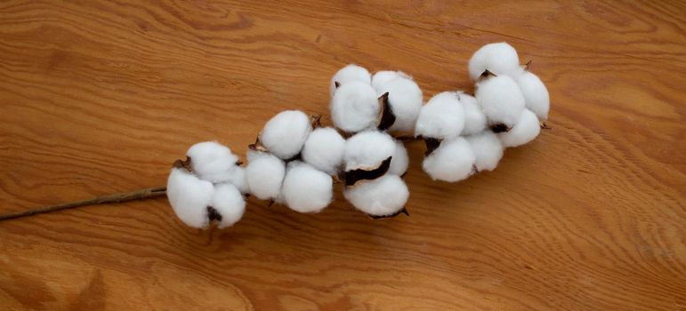 Dried white fluffy cotton flower on wooden background, close-up, copy space, top view. The Concept Of Easter.