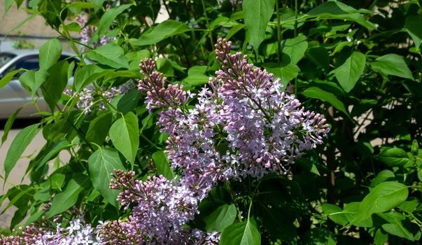 Lilac blossom flowers spring view. Spring lilac flowers. Lilac blooms. A beautiful bunch of lilac.