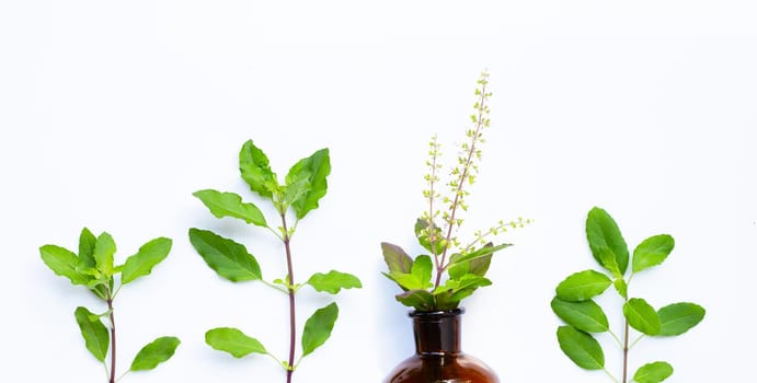 Fresh holy basil  leaves with essential oil bottle on white background.