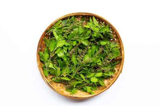Fresh holy basil leaves in wooden bamboo threshing basket on white background. Top view