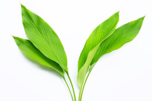 Green leaves of turmeric on white background.