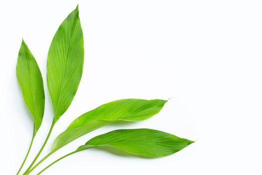 Green leaves of turmeric on white background.