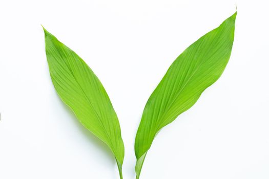 Green leaves of turmeric on white background.
