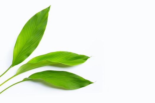 Green leaves of turmeric on white background. Copy space