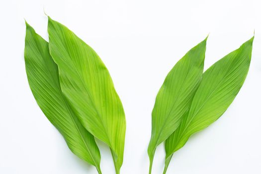 Green leaves of turmeric on white background.