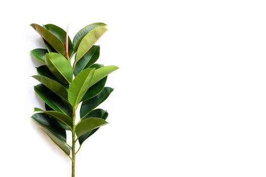 Green rubber plant leaves on white background.