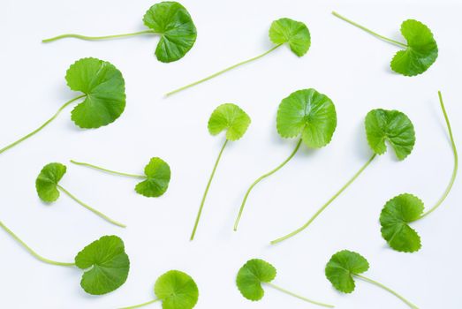 Fresh leaves of gotu kola on white background, Herb and medical plant.