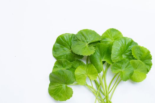 Fresh leaves of gotu kola on white background, Herb and medical plant. 