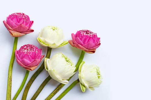 Lotus flower on white background. Top view
