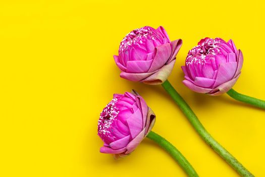 Lotus flower on yellow background. Top view