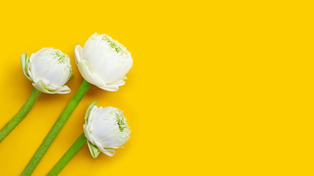 Lotus flower on yellow background. Copy space