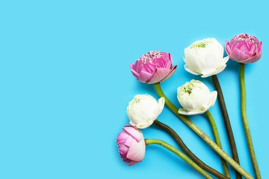 Lotus flower on blue background. Top view