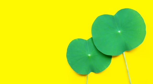 Lotus leaves on yellow background.  Copy space