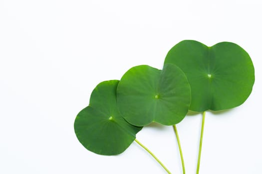Lotus leaves on white background. Top view