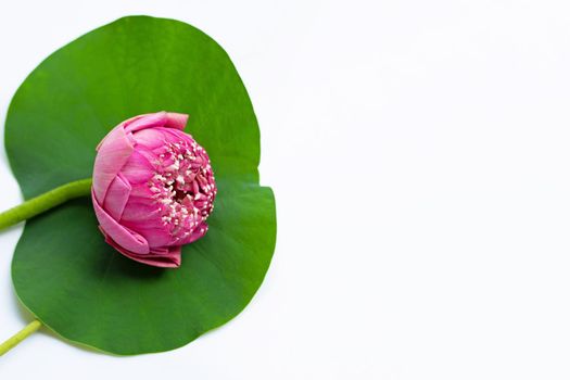 Lotus flower on white background. Top view