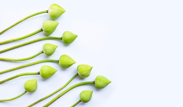 Lotus flower on white background. Top view