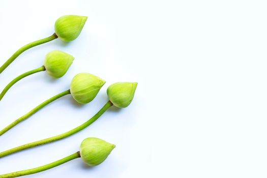 Lotus flower on white background. Top view