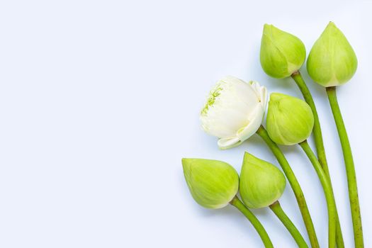 Lotus flower on white background. Top view