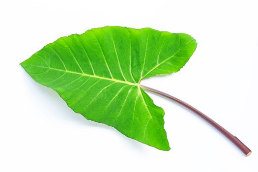Taro leaf isolated on white background.