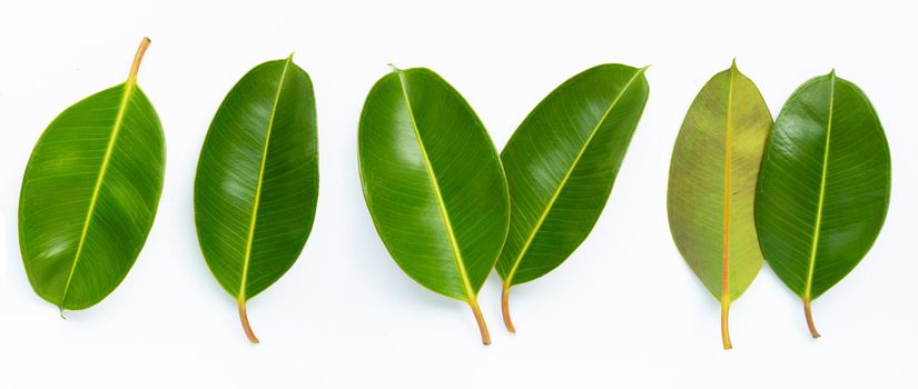 Rubber plant leaves on  white background. 