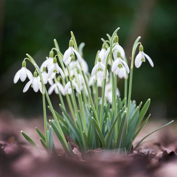 group of snowdrop flowers against out of focus background