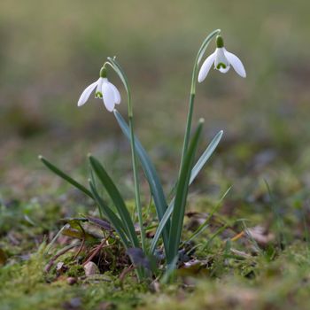 two white snowdrop flowers against out of focus background