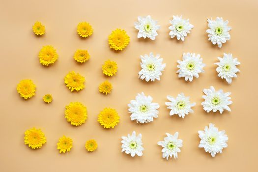 Chrysanthemum flower on yellow background.